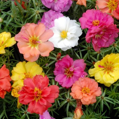 Quentova Double Flowered Portulaca Moss Rose Mix (Portulaca grandiflora)-NAMO-9P Seed(100 per packet)