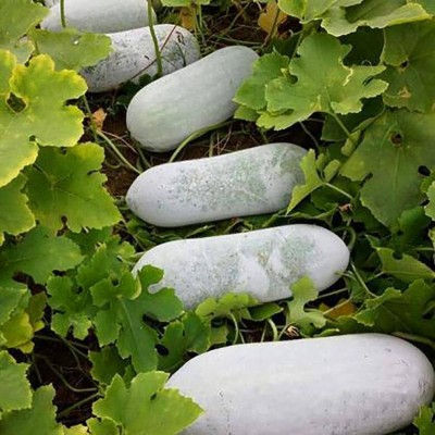 BDSresolve Ash gourd seeds for planting PACK OF 25 Seed(25 per packet)