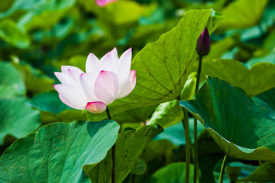SM Exports lotus,kamal seeds Seed(12 per packet)