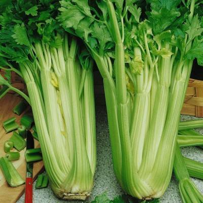 VibeX PAU-62 - Tall Utah 52/70 Celery - (2250 Seeds) Seed(2250 per packet)