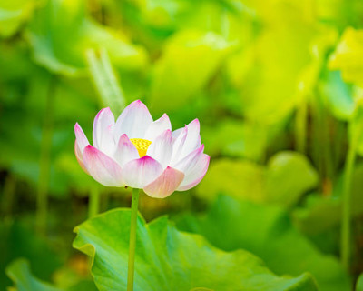 Bcb lotus,kamal gatta Seed(14 per packet)