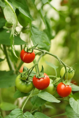 PARAM tomato Seed(150 per packet)