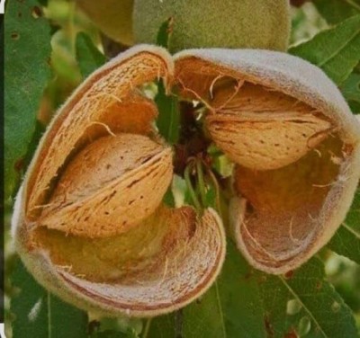 SHYAM Verity Almond/Amygdalus NutLive badam plant Seed(1 per packet)