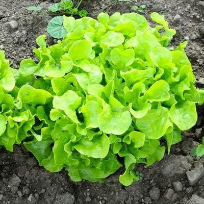 Qualtivate RES-4A Disease Resistant Lettuce Seeds Seed(300 per packet)