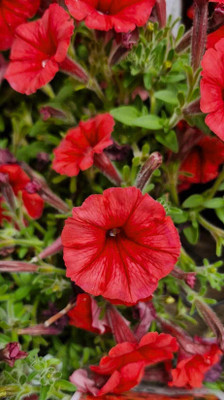 kranthi farms petunia Seed(30 per packet)