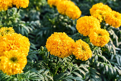 Nature Vit marigold/gende ka phool flower seeds Seed(75 per packet)