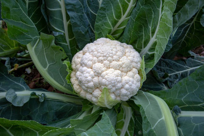 GROOT white cauliflower,gobhee seeds Seed(20 per packet)