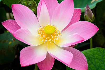 ONUS lotus,kamal gatta Seed(10 per packet)