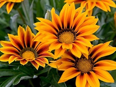 MAA Gazania Seed(34 per packet)