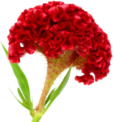 UGRA Celosia Cristata Cockscomb Seed(20 per packet)