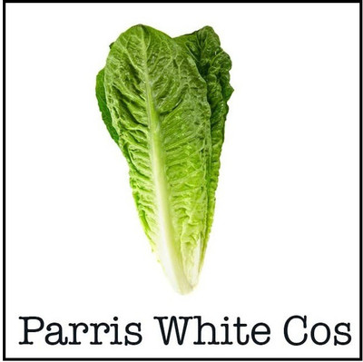 CYBEXIS ATS-50 - Parris White Cos Romaine Lettuce - (1350 Seeds) Seed(1350 per packet)