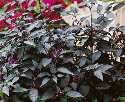 Qualtivate HYB-5A Ornamental Twilight (Purple)Chilli Seed(300 per packet)