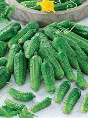 Qualtivate KGF -79 Cucumber Titus Heirloom for Pickling Seed(200 per packet)