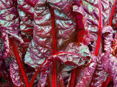 CYBEXIS Seeds of Vegetable Leaf Beet Bull's Blood (Beta Vulgaris)4000 Seeds Seed(4000 per packet)