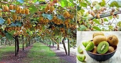 Aywal Japanese Actinidia Eriantha Kiwi Fruit Seed(40 per packet)