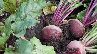 BJUBAS beetroot seeds for sprouts pack of 69 Seed(69 per packet)