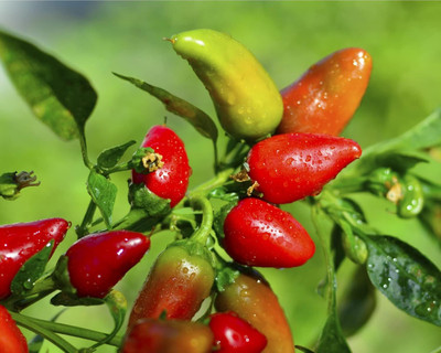 KNESSiN Heirloom Super Fresno Hot Chilli Seeds for Home Gardening-(1200 Seeds) Seed(1200 per packet)