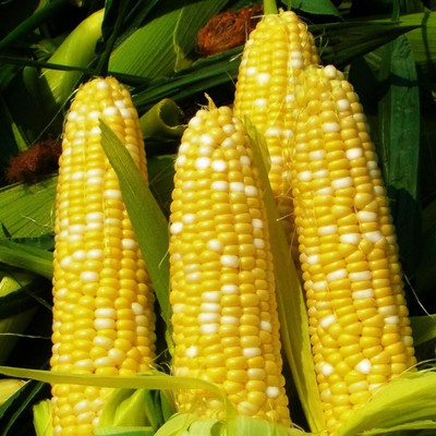 WILLVINE ROX -IV Bilicious Sweet Corn Seeds-[100g] Seed(400 per packet)