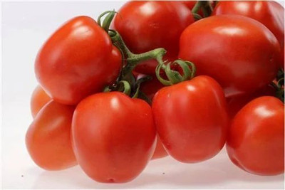 KNESSiN ACT-45 Supriya Tomato Seed(200 per packet)
