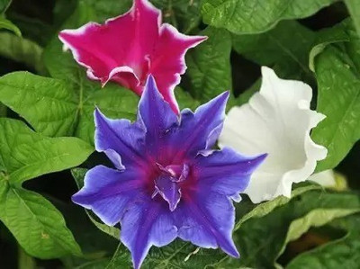 Aro Morning glory Seed(11 per packet)