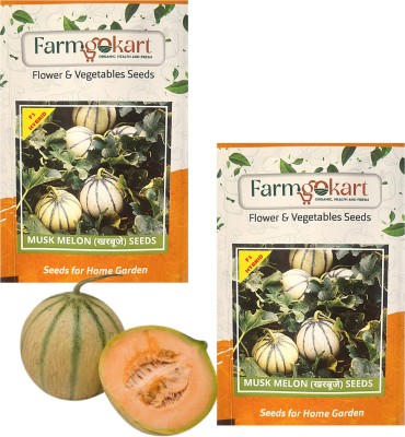 farmgokart |2 Packets of MUSK MELON (MITHAS) SEEDS | Quality Fruit Seeds |Home Gardening Seed(50 per packet)