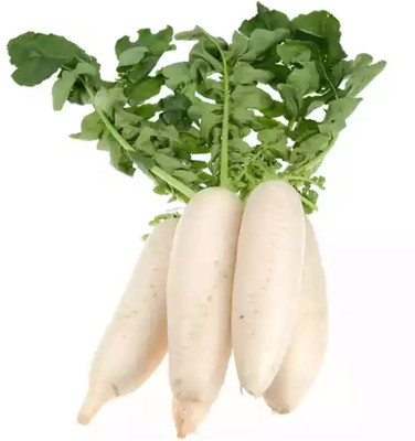 VINTI Mooli radish Vegetable Seed(2000 per packet)