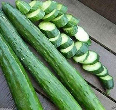 CYBEXIS LX-13 - Japanese Long Cucumber - (1350 Seeds) Seed(1350 per packet)