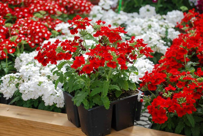 BDSresolve Verbena seeds pack of 29 Seed(29 per packet)