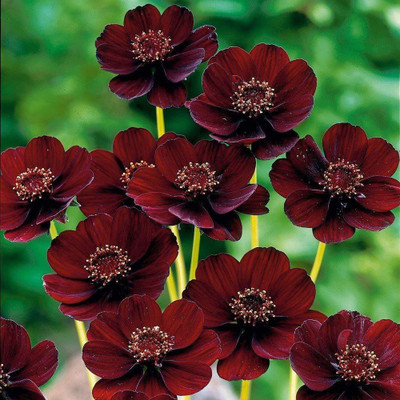 CYBEXIS VVI-38 - Cosmos Summer Flower - (30 Seeds) Seed(30 per packet)