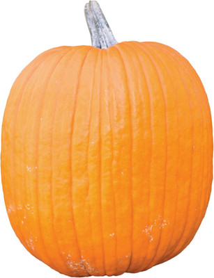 KNESSiN Organic Mr Wrinkles Pumpkin (200 Seeds) Seed(200 per packet)