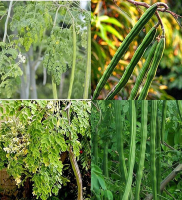 ibains Moringa seeds for planting biij 42 Seed(42 per packet)