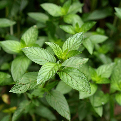 CYBEXIS VXI-36 - Peppermint Herb Plant - (1350 Seeds) Seed(1350 per packet)