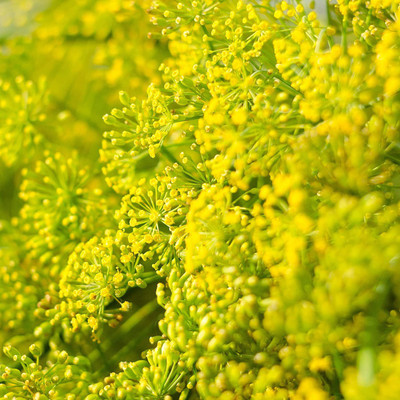CYBEXIS LX-47 - Herb Dill Mammoth Giant - (750 Seeds) Seed(750 per packet)