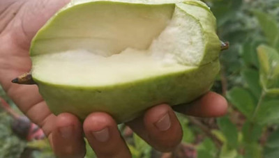 Aywal Guava, Amrood, Amrud, Psidium, Guajava Seed(10 per packet)
