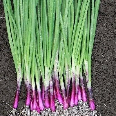 Qualtivate PUA-4A Rossi/Red Bunching Onion Seeds Seed(500 per packet)
