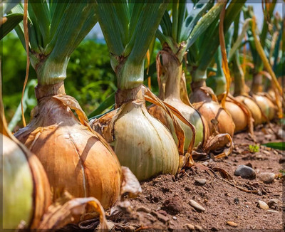 WILLVINE GBPUT -VII Orange Onion Big Seeds [2.5g] Seed(1500 per packet)