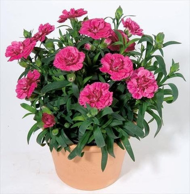 Aro Carnation Seed(104 per packet)