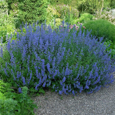 Qualtivate PUA-8A Meadow Sage (Salvia pratensis) Seed(100 per packet)