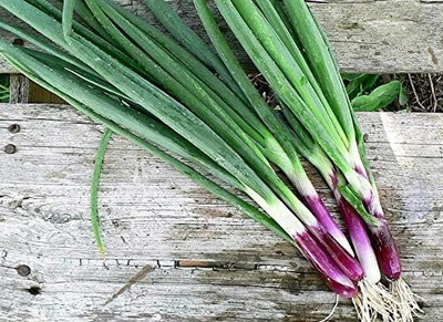 WILLVINE MAH -IV Red Welsh Bunching Onion [2.5g] Seed(1500 per packet)