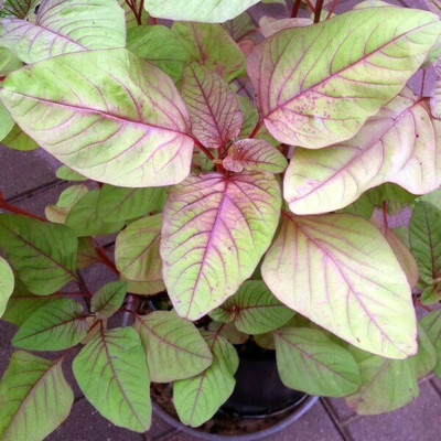 Quentova Red spinach (Amaranthus dubius)-AHS-8A Seed(300 per packet)