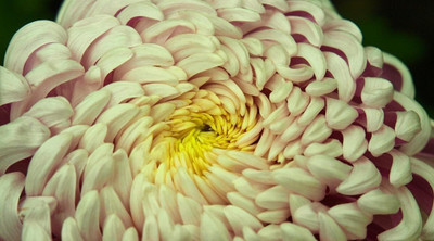 Quentova Chrysanthemum (Irregular Incurve)-5K-RAJ Seed(50 per packet)