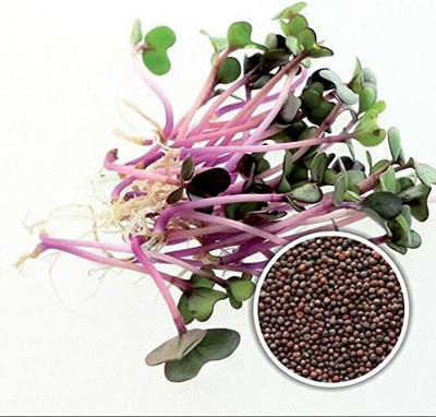 CYBEXIS Red Kholrabi Sprouting Seeds2000 Seeds Seed(2000 per packet)
