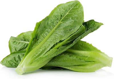 CYBEXIS TLX-24 - Parris Island Cos Romaine Lettuce - (1350 Seeds) Seed(1350 per packet)