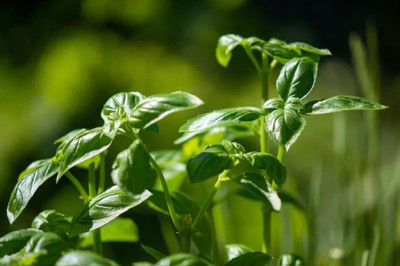 OFKEN Broad Leaf Basil Organic Seed(150 per packet)