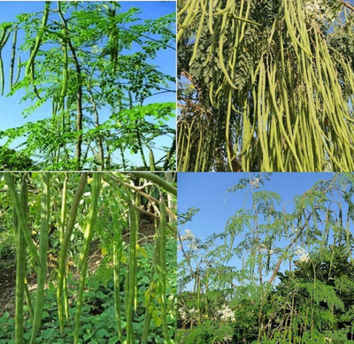 ibains Sahjan seeds hybrid bij 11 Seed(11 per packet)
