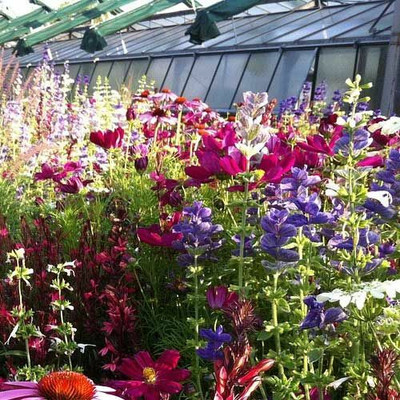 XOLDA Exotic salvia mix Seed(15 per packet)