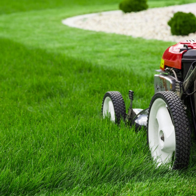 N.G.M. AGROCARE Imported Bermuda Lawn Grass Seed(5000 per packet)