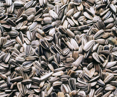 AA ENTERPRISES Sunflower, Surjmukhi Seed(50 per packet)