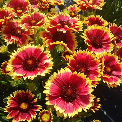 Aywal Gaillardia Aristata Heirloom Flower Seed(30 per packet)