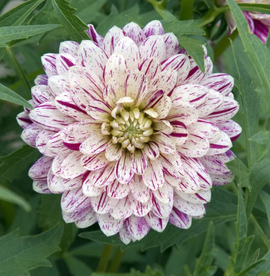 Epazo Hybrid mulitcolour dahlia Seed(108 per packet)